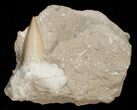 Huge Otodus Shark Tooth Fossil In Matrix #18183-1
